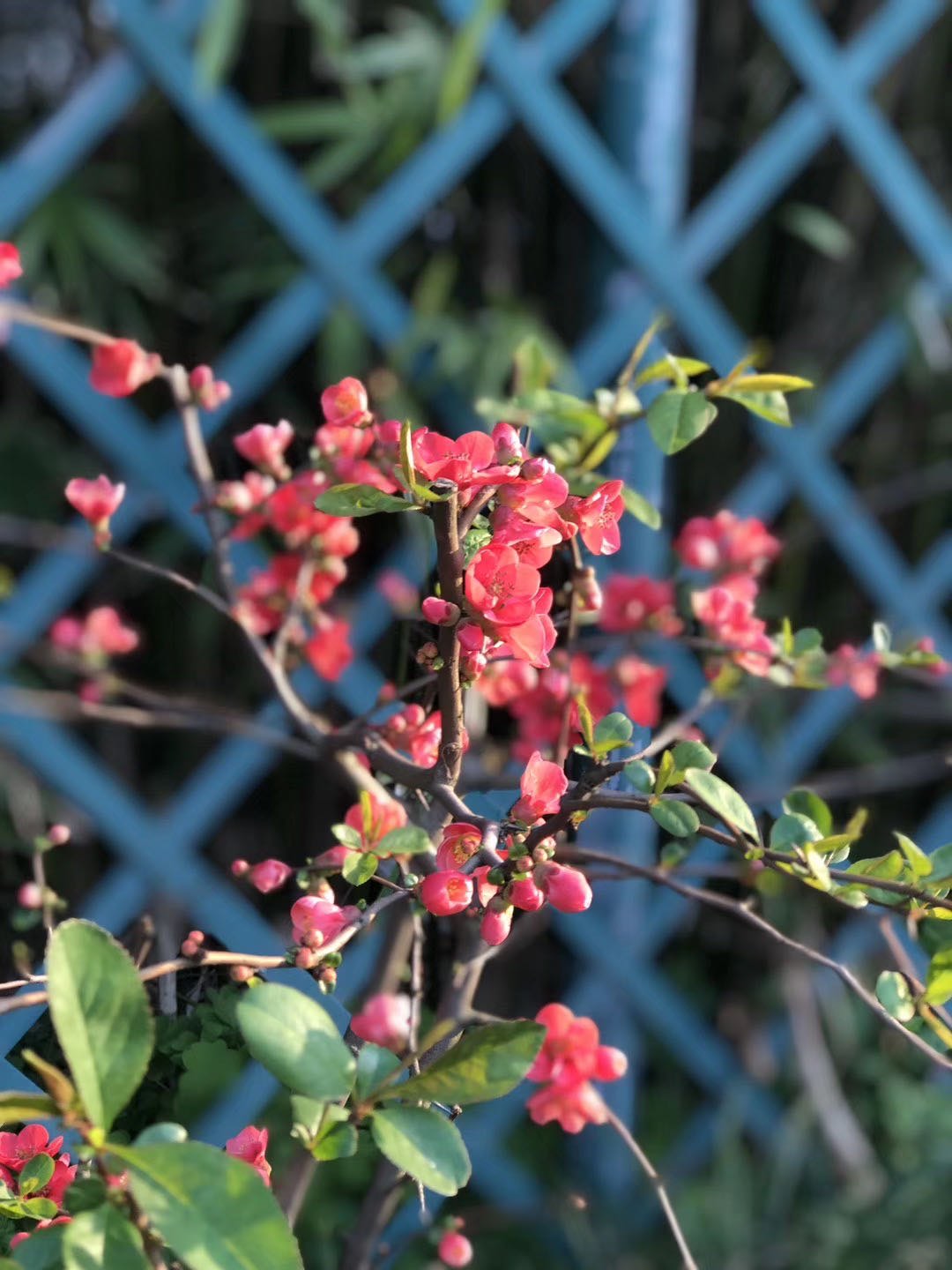 评论区！长春经开股票“誉不绝口”