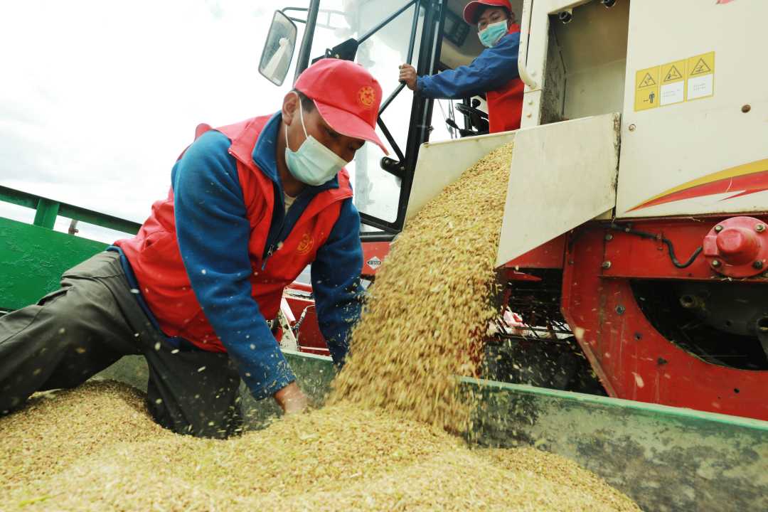 热点！小麦财经股票网“颂声载道”