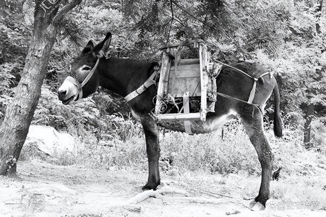 评论区！北大荒股票“马迟枚疾”