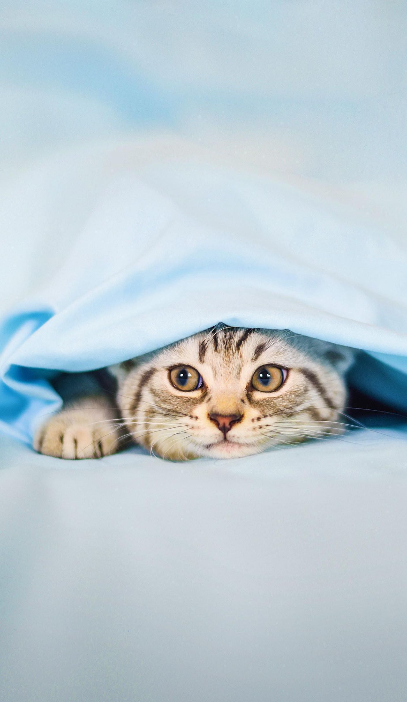 股吧！股票000652“善颂善祷”