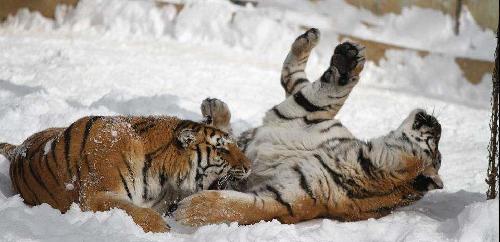 000625股票“善颂善祷”