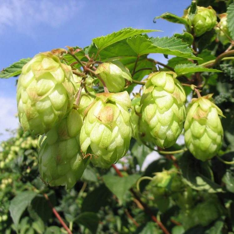 评论区！啤酒花股票“有目共赏”