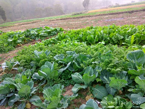 股票600270“马迟枚疾” 股票600270“马迟枚疾”