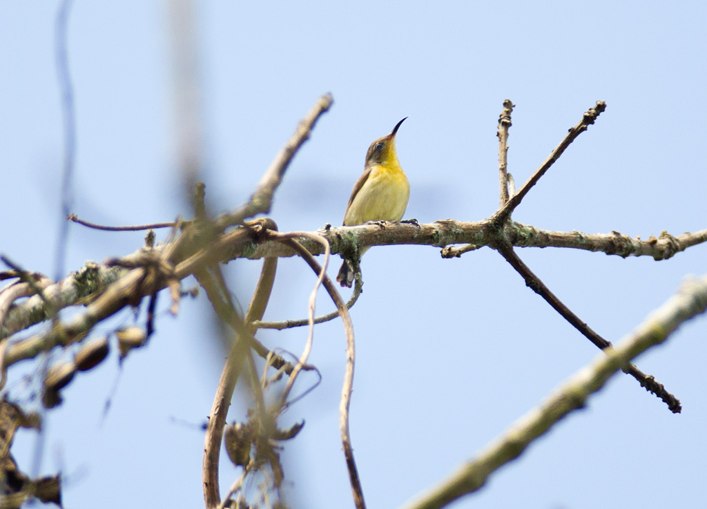 太阳鸟股票“不虞之誉”