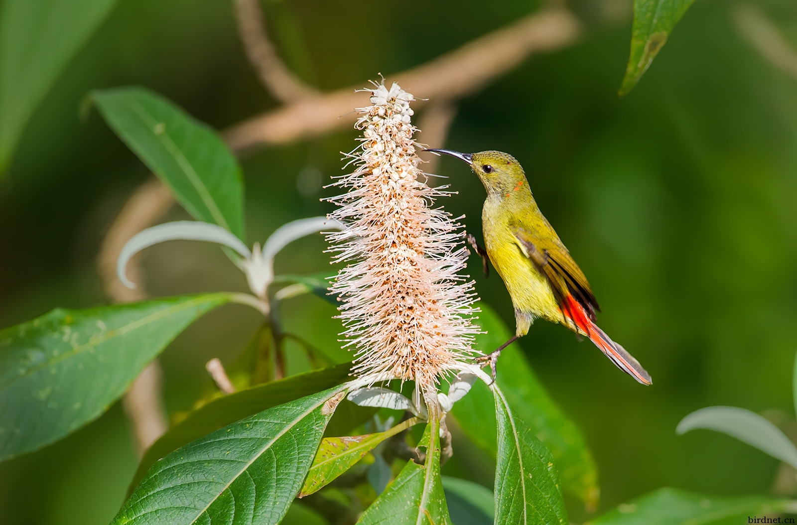 太阳鸟股票“不虞之誉”