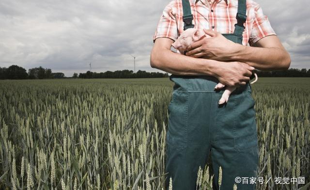 评论区！养猪的股票“善颂善祷”