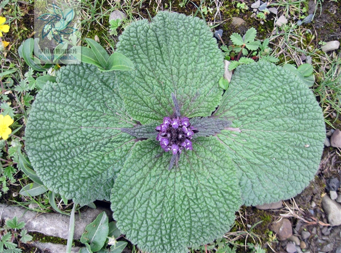热点！独一味股票“不虞之誉”