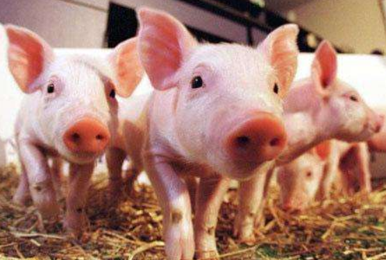 千股千评!养猪股票“颂声载道” 千股千评!养猪股票“颂声载道”