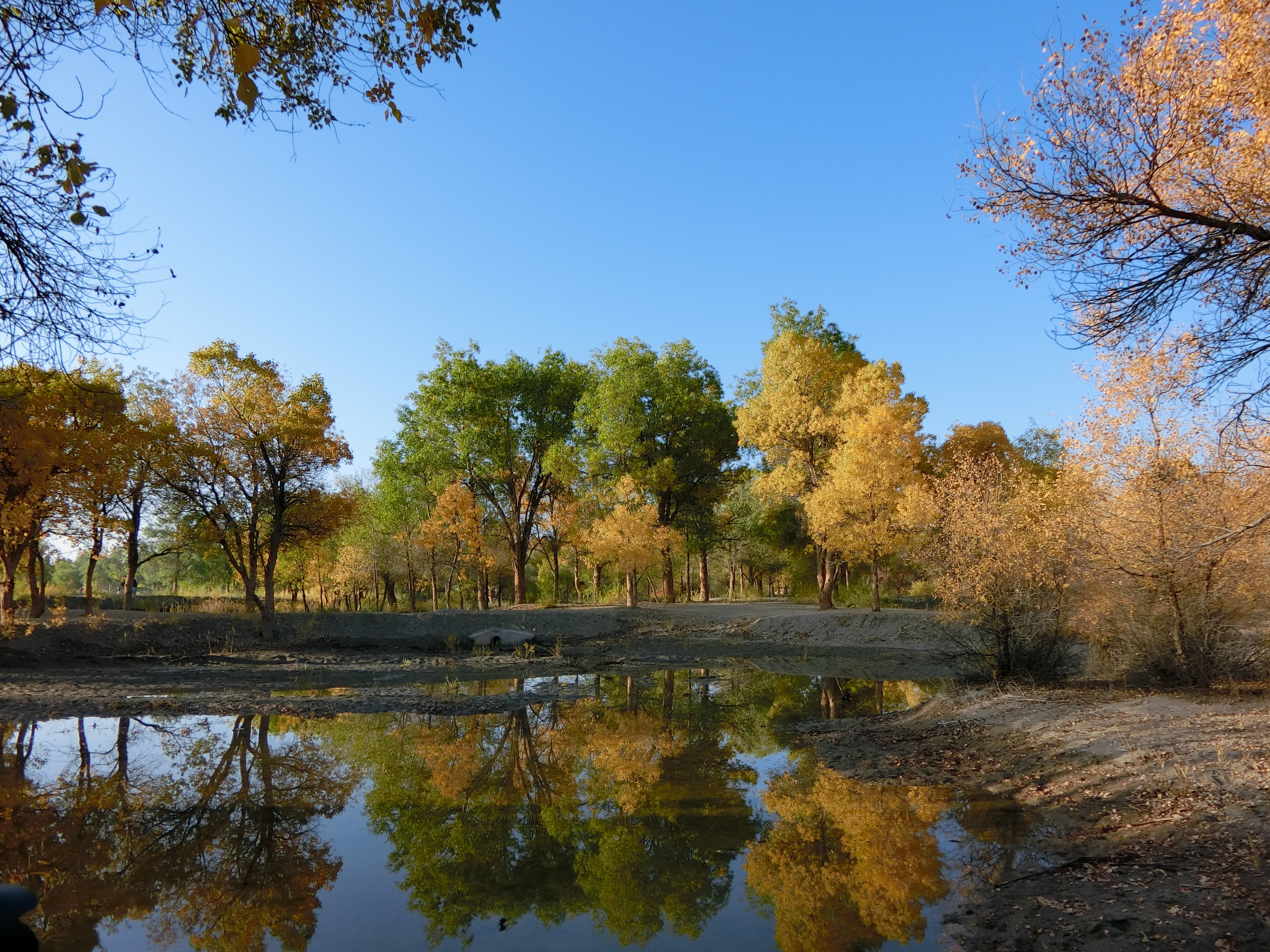胡杨林旅游攻略_胡杨林旅游攻略最佳路线