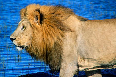 雄狮旅游_台湾雄狮旅游