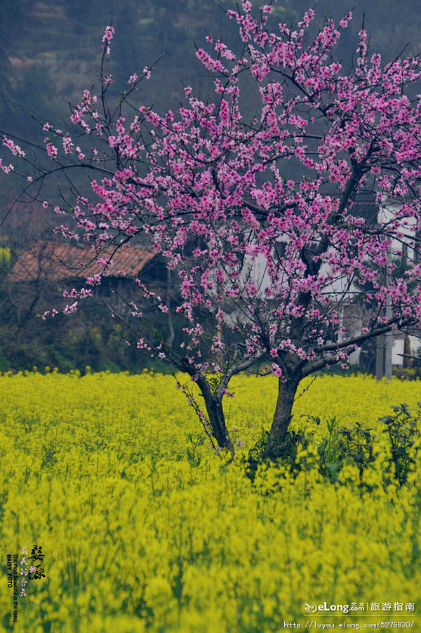 春天旅游攻略_3月份旅游的最佳地方