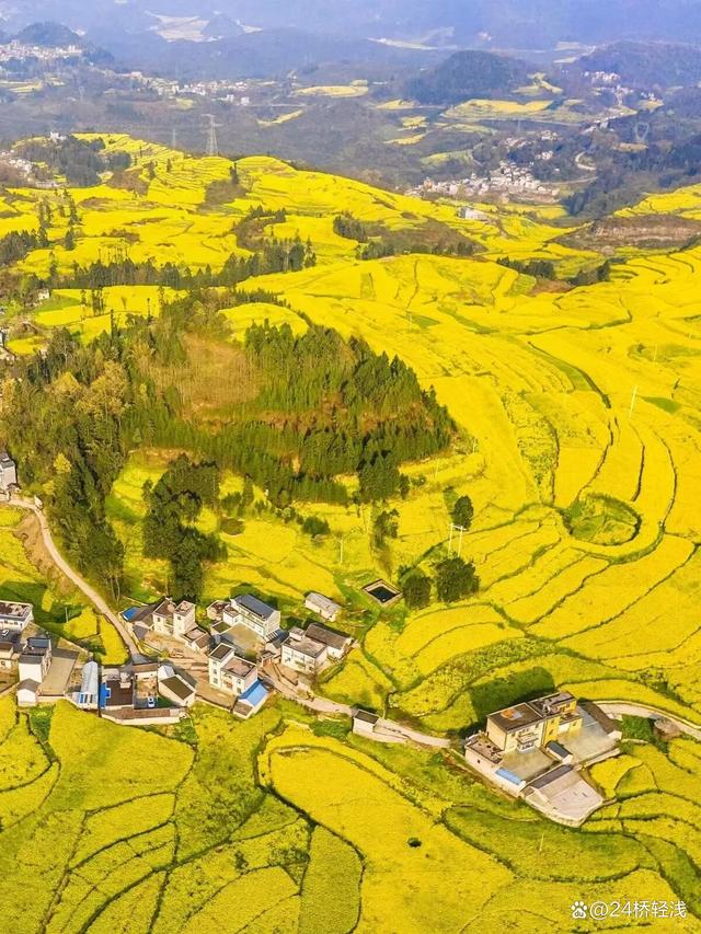 云南罗平油菜花旅游_云南罗平油菜花旅游节