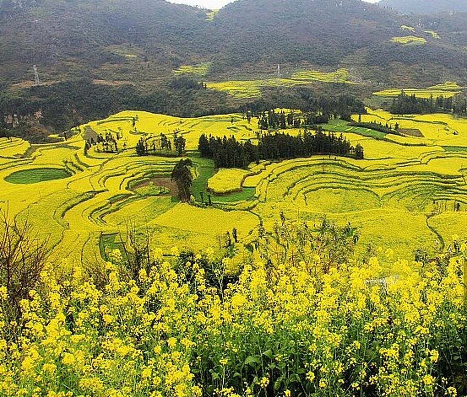 云南罗平油菜花旅游_云南罗平油菜花旅游节