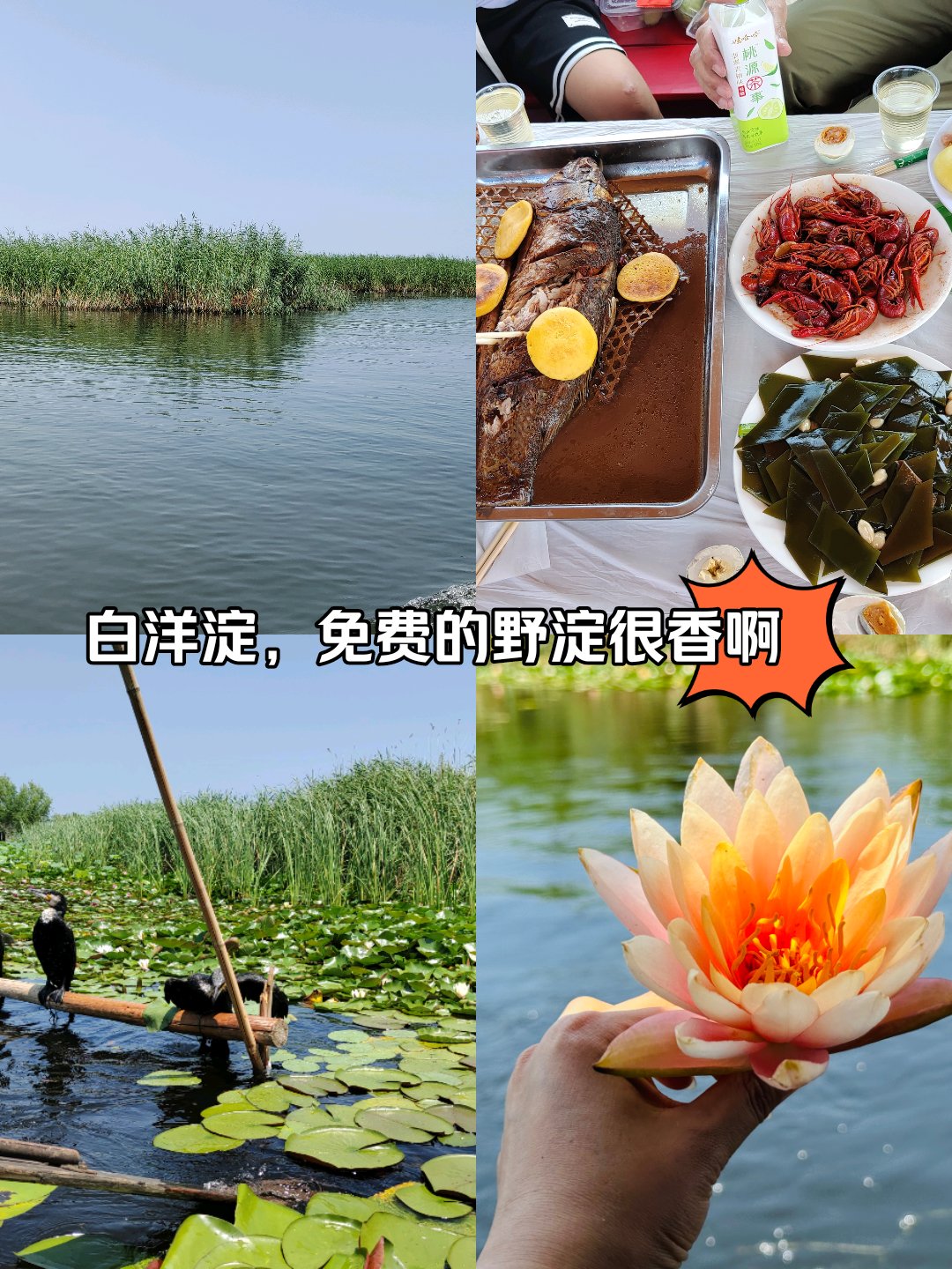 白洋淀旅游攻略_任丘白洋淀旅游攻略