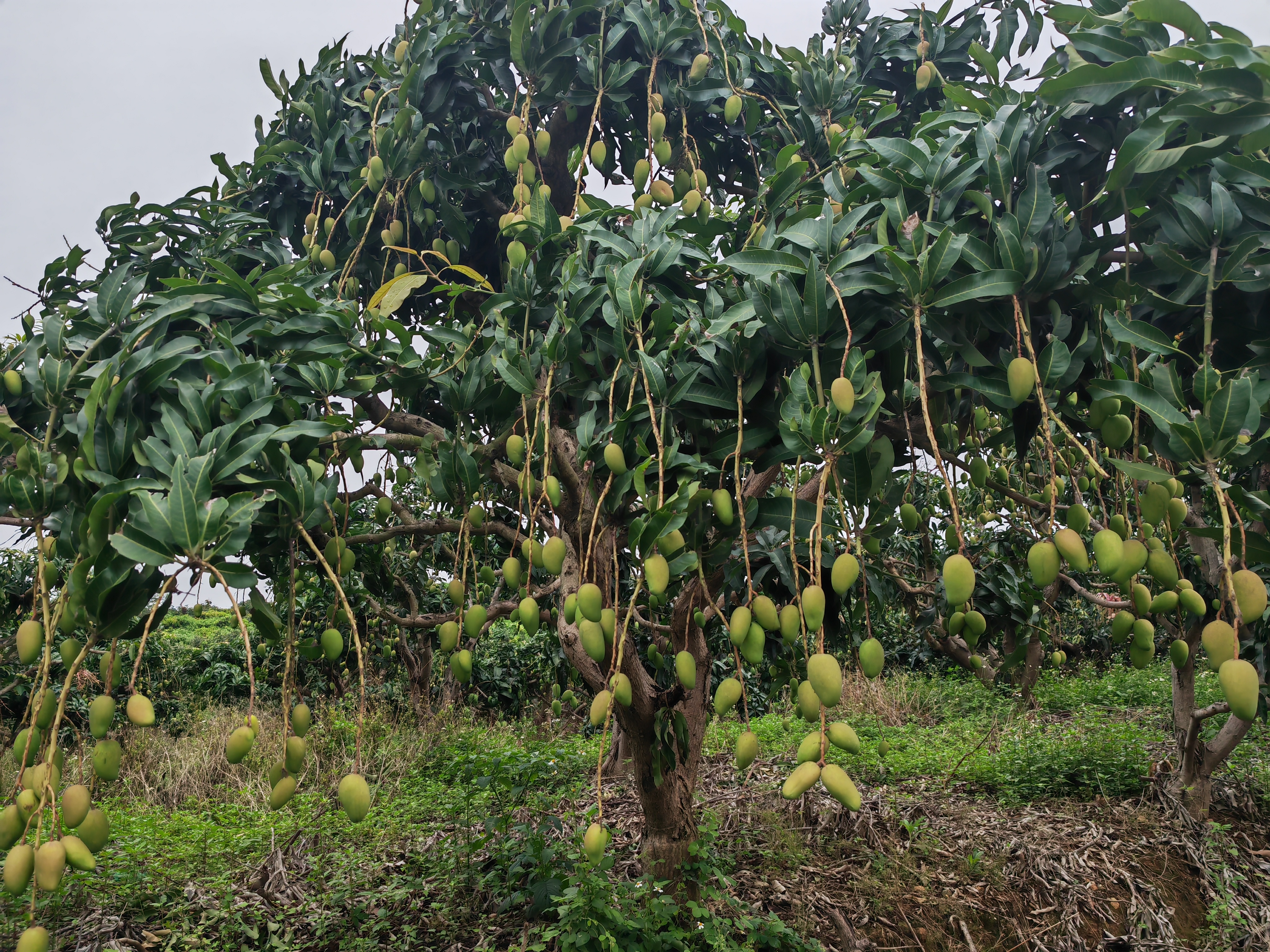 芒果旅游_芒果旅游全过程视频