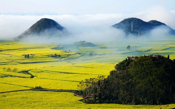 云南罗平油菜花旅游_云南罗平油菜花旅游攻略
