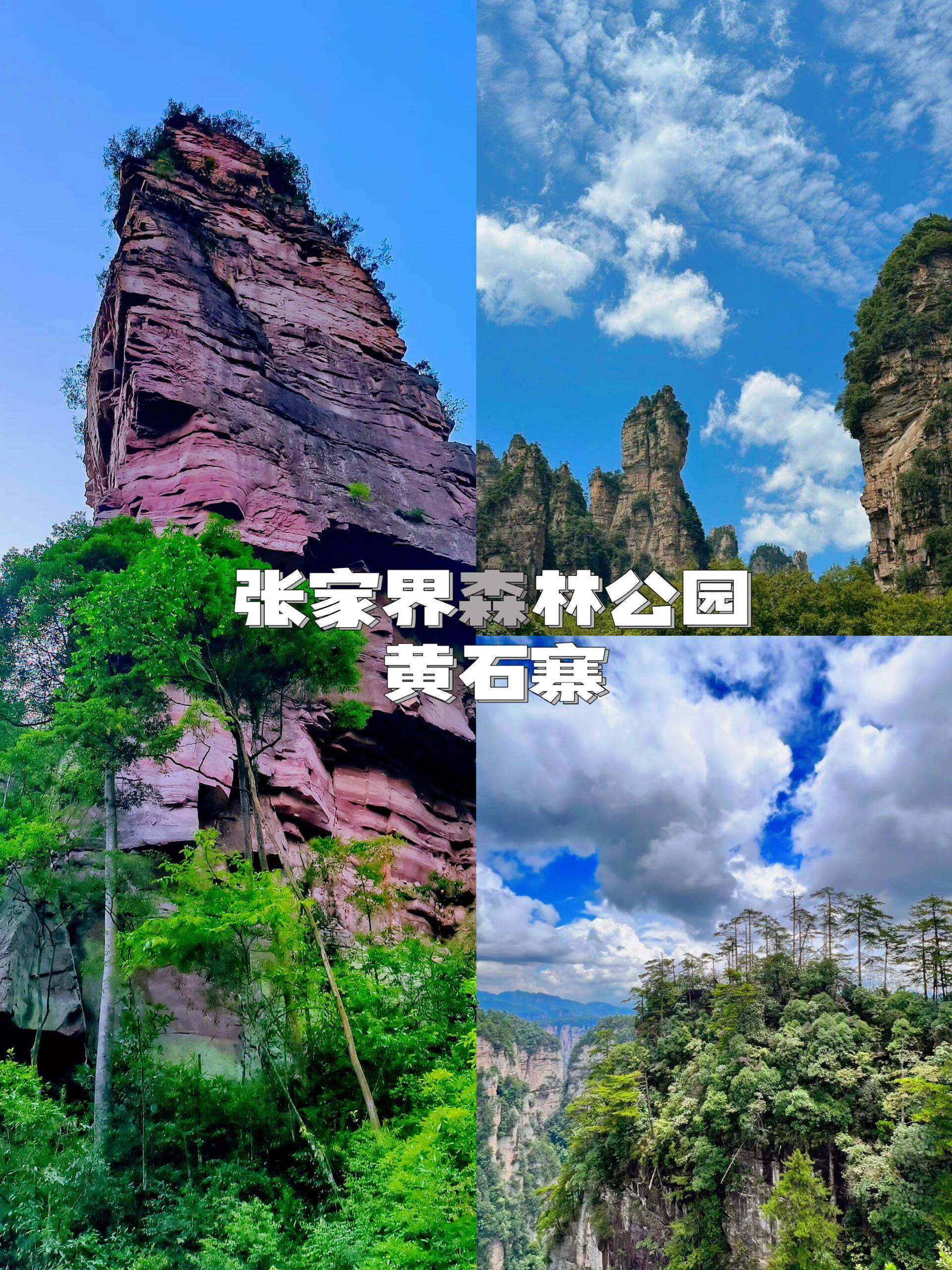 张家界旅游公司_张家界旅游公司亏损多少