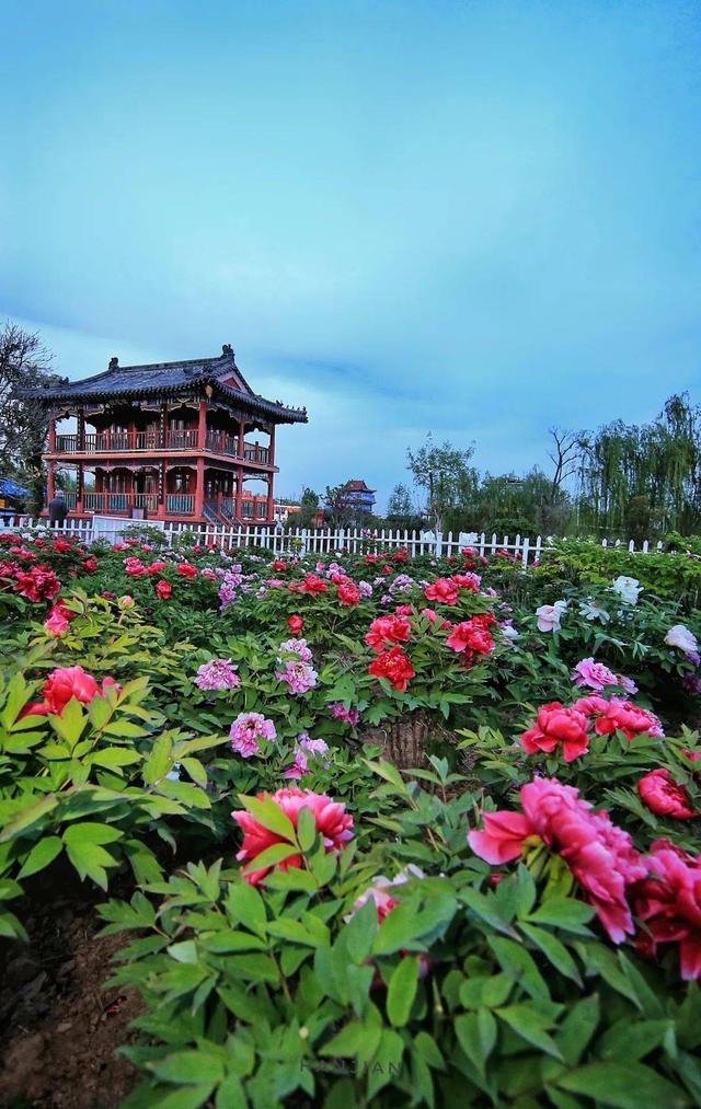 菏泽旅游_菏泽旅游年卡包括哪些景点