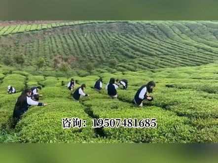张家界旅游学校_张家界旅游学校有哪些专业