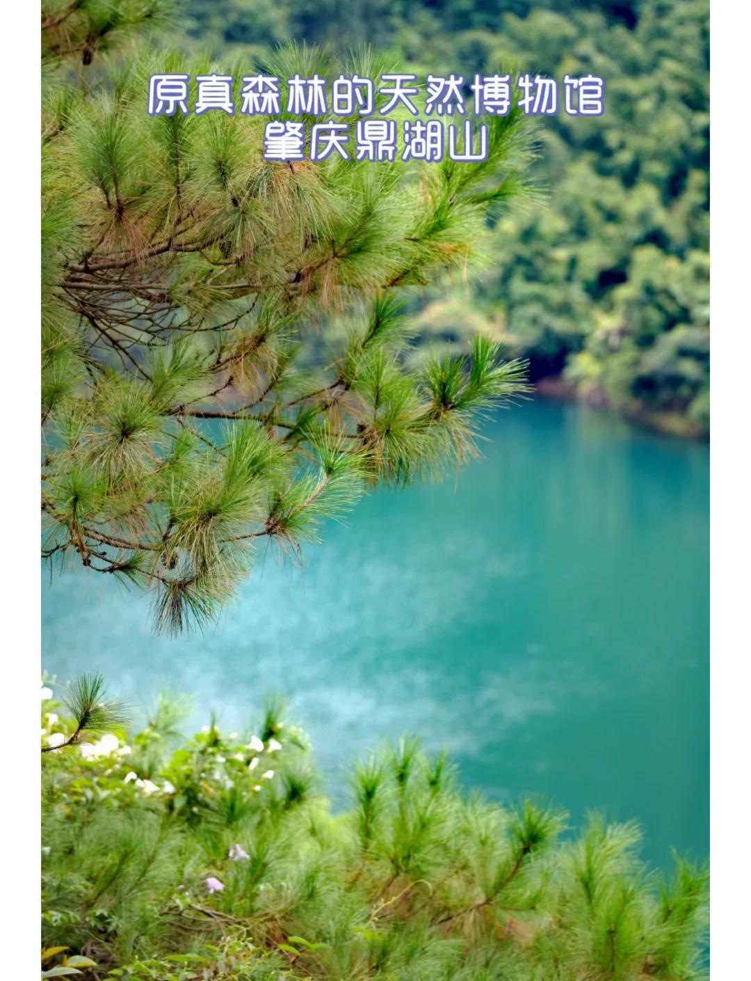鼎湖山旅游_鼎湖山旅游作文