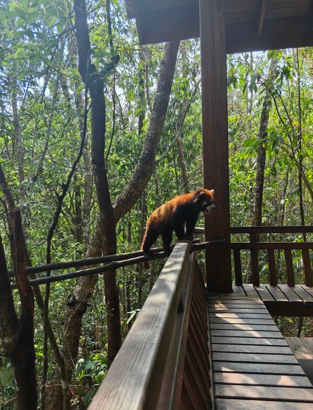 普洱旅游_普洱旅游景点排名前十