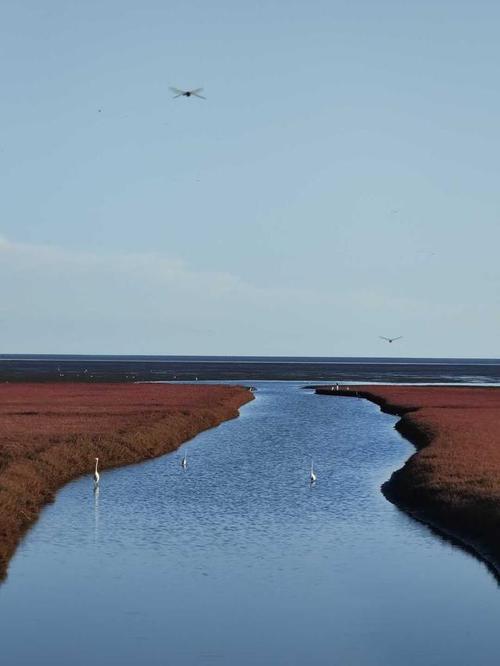 盘锦湿地旅游周_盘锦湿地公园可以钓鱼吗