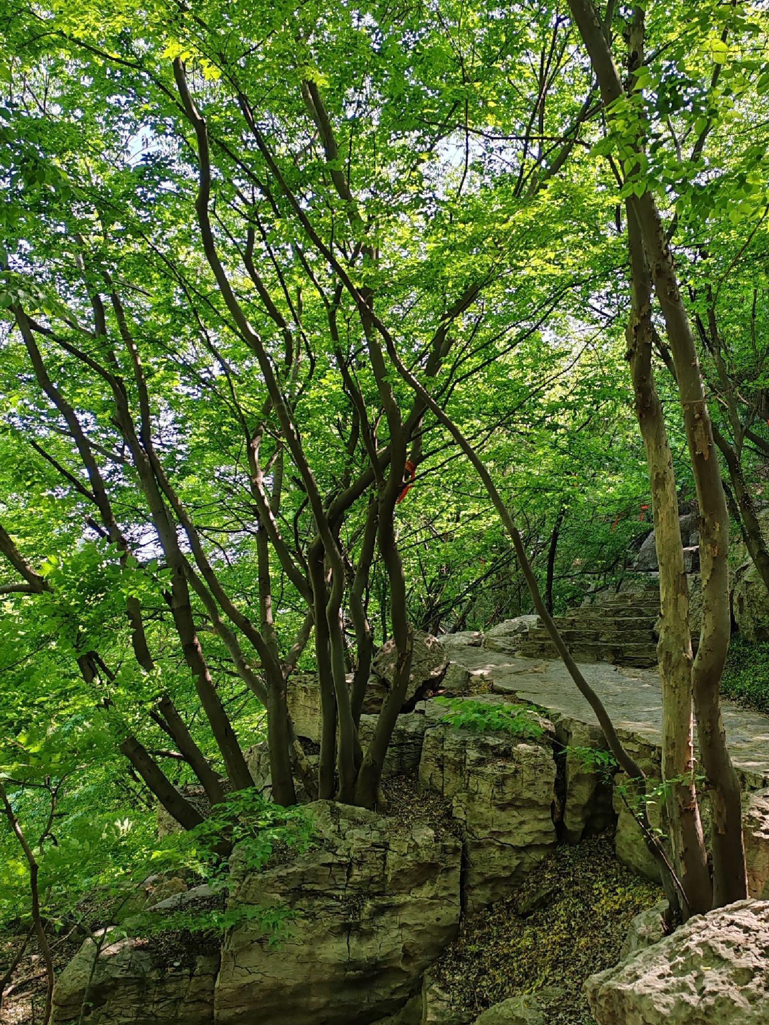 枣庄旅游_枣庄旅游必去十大景点有哪些