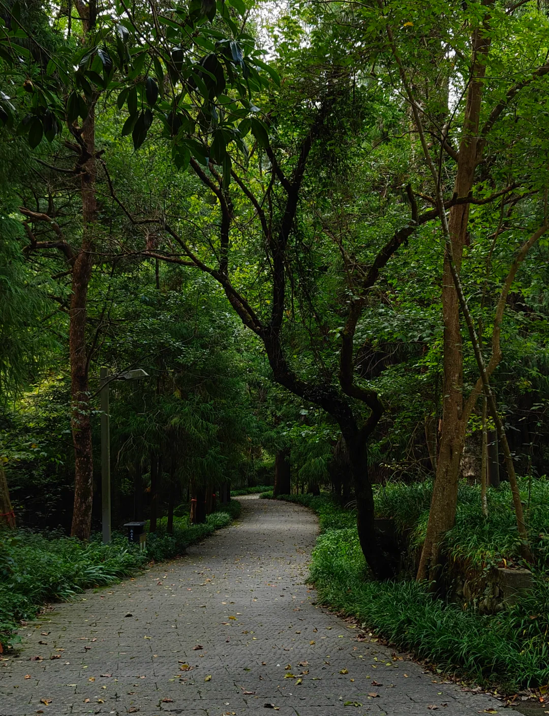 天目山旅游_天目山旅游景点在哪里