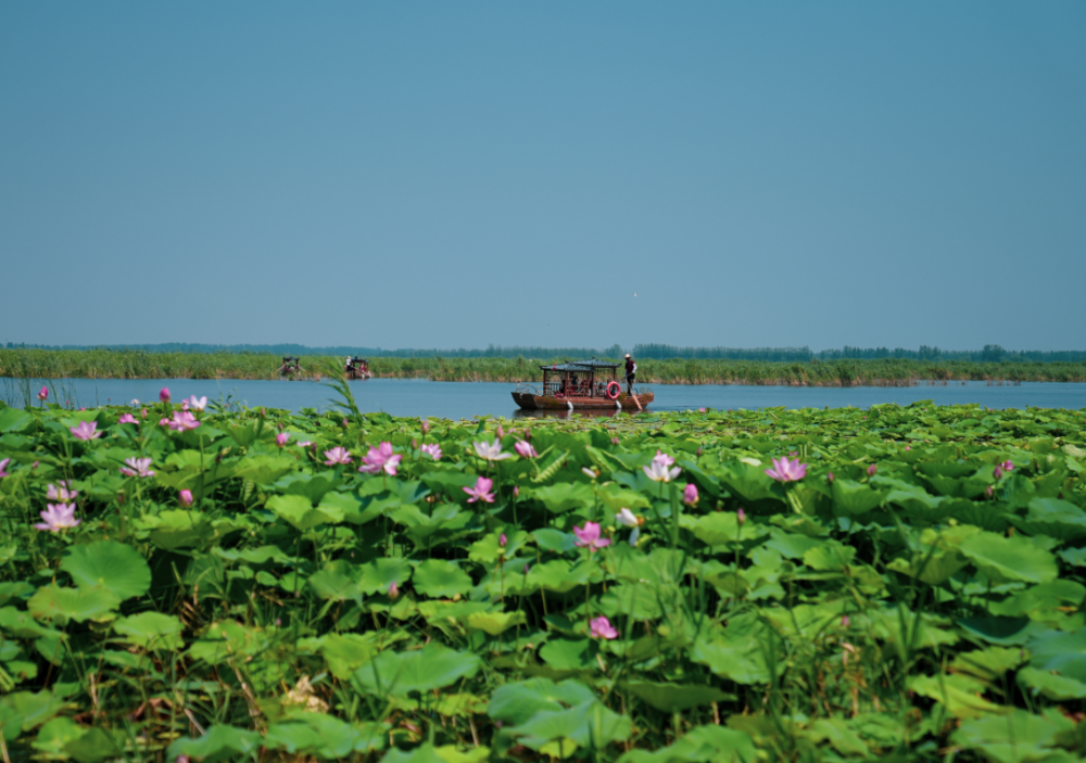 白洋淀旅游景点_白洋淀旅游景点图片