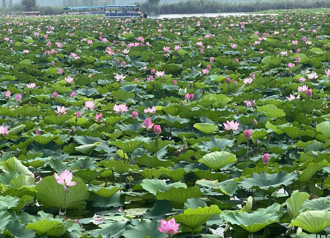 白洋淀旅游_白洋淀旅游攻略自驾游一日游