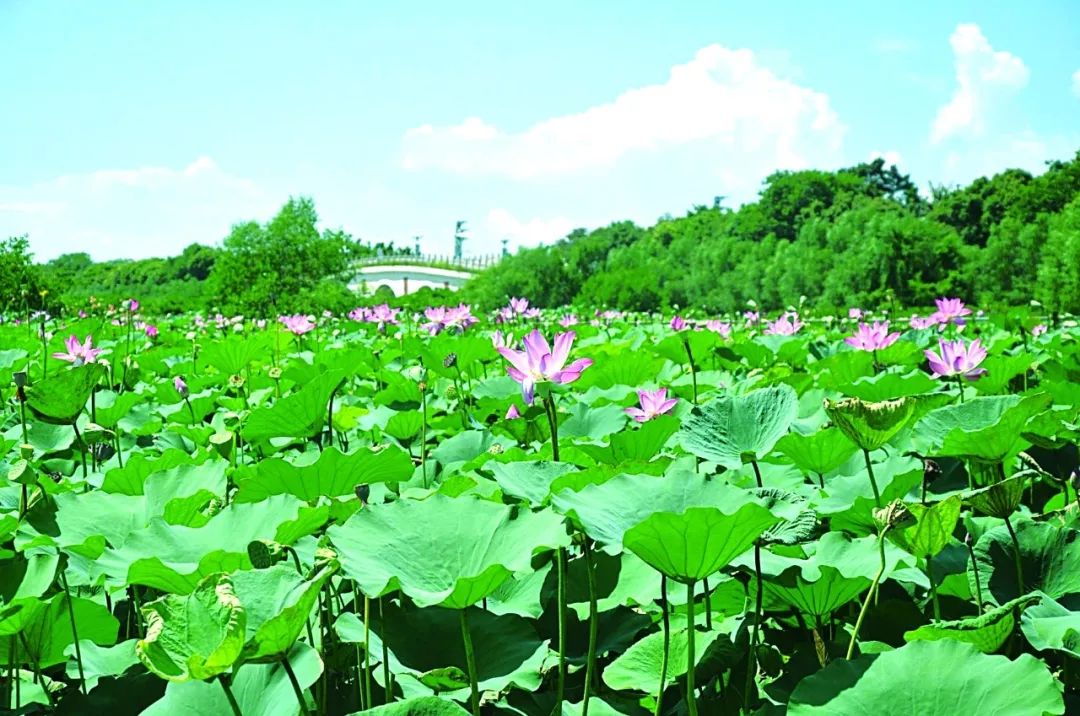 莲花县旅游_莲花县旅游线路及简介