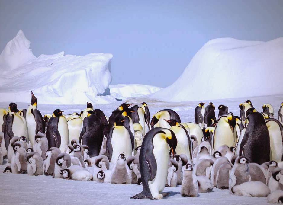 南极旅游团_南极旅游团价格16万 南极旅游团_南极旅游团价格16万