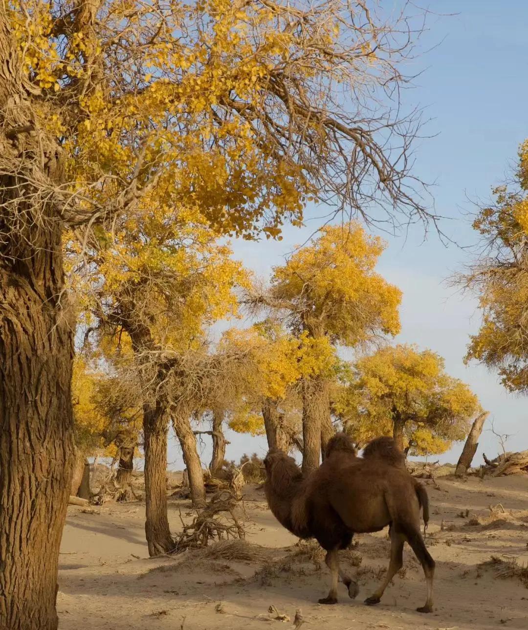 胡杨林旅游攻略_胡杨林旅游攻略最佳路线图 胡杨林旅游攻略_胡杨林旅游攻略最佳路线图