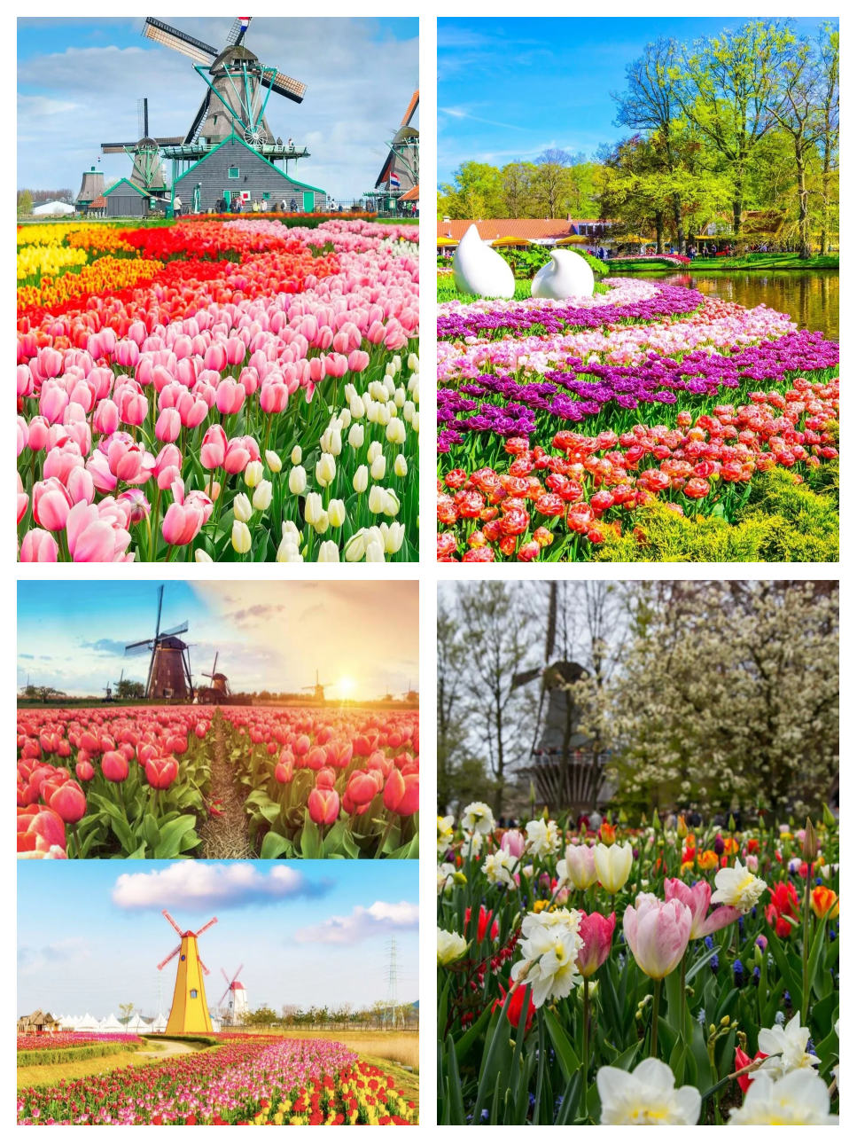 荷兰旅游_荷兰旅游费用一般多少 荷兰旅游_荷兰旅游费用一般多少