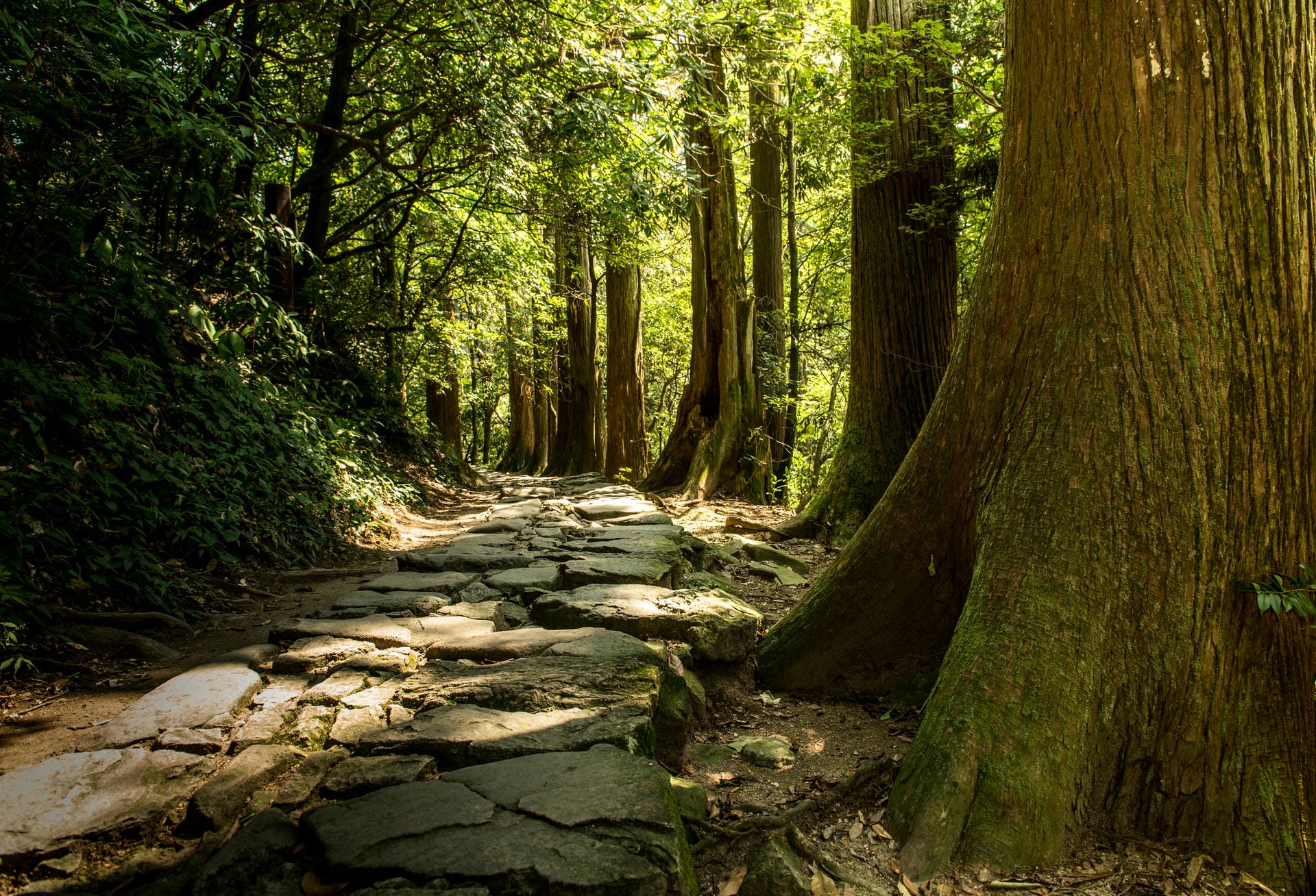 天目山旅游_天目山旅游适合老年人吗 天目山旅游_天目山旅游适合老年人吗