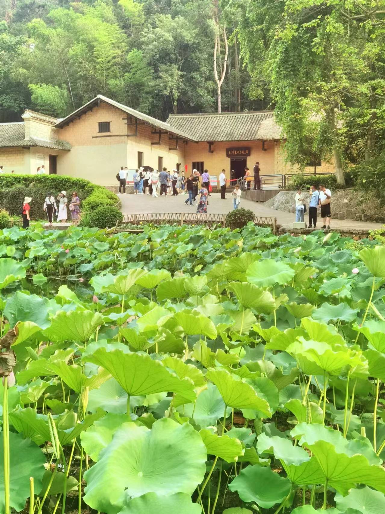韶山旅游景点_韶山旅游景点攻略一日游价格表