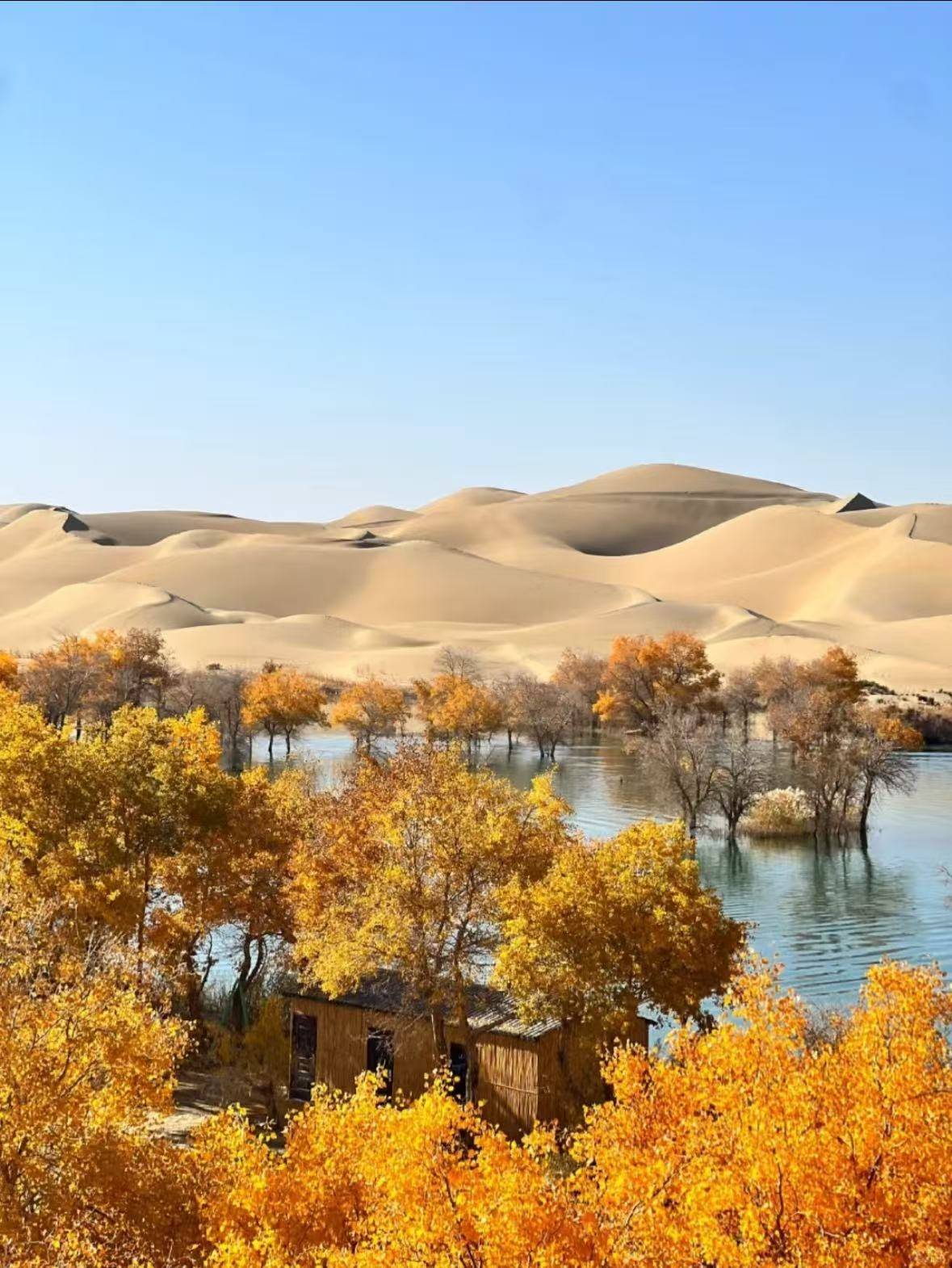 胡杨林旅游_胡杨林旅游8天7晚价格 胡杨林旅游_胡杨林旅游8天7晚价格