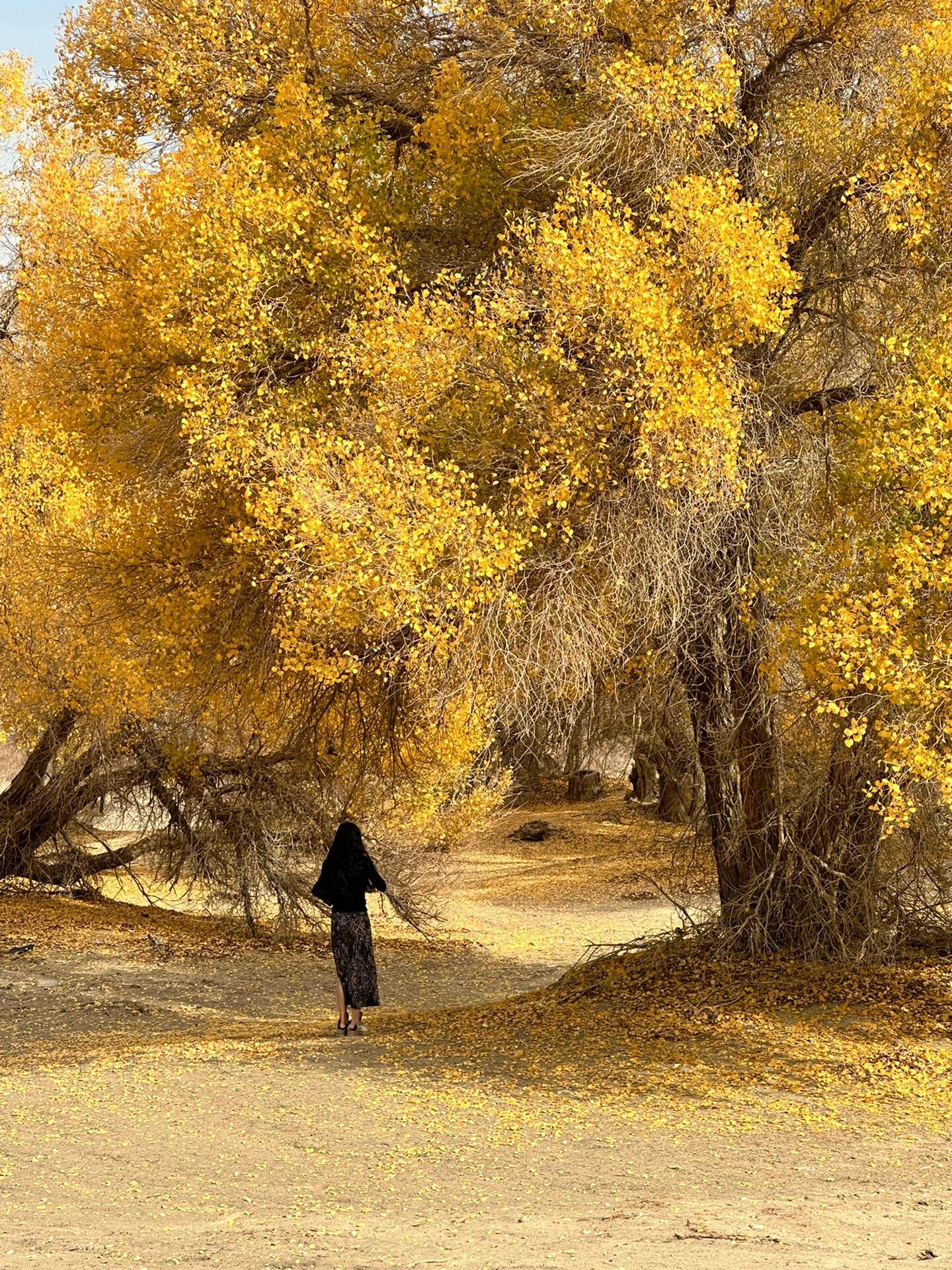 胡杨林旅游_胡杨林旅游8天7晚价格 胡杨林旅游_胡杨林旅游8天7晚价格