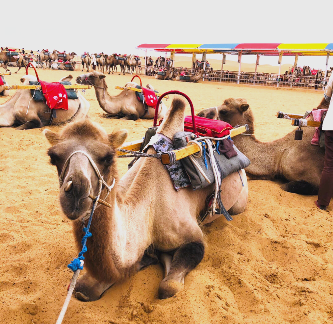 沙坡头旅游攻略_沙坡头旅游攻略大全 沙坡头旅游攻略_沙坡头旅游攻略大全