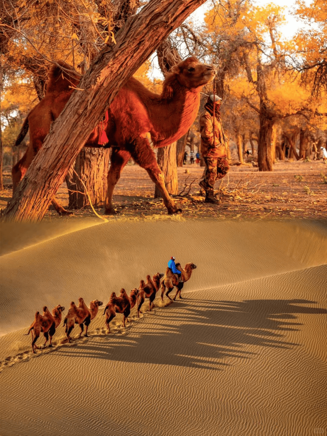 胡杨林旅游_胡杨林旅游团报价