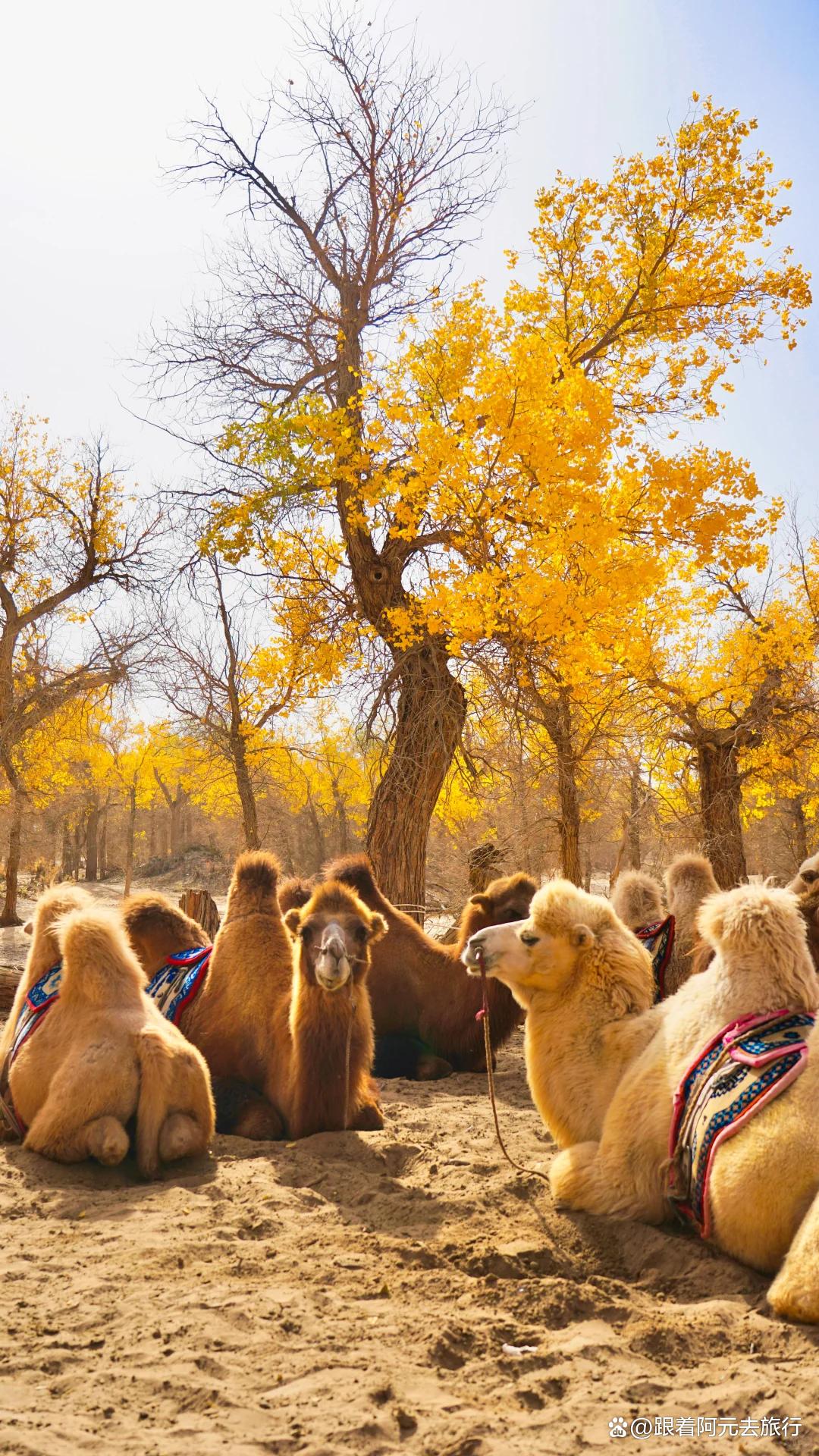 胡杨林旅游_胡杨林旅游团报价