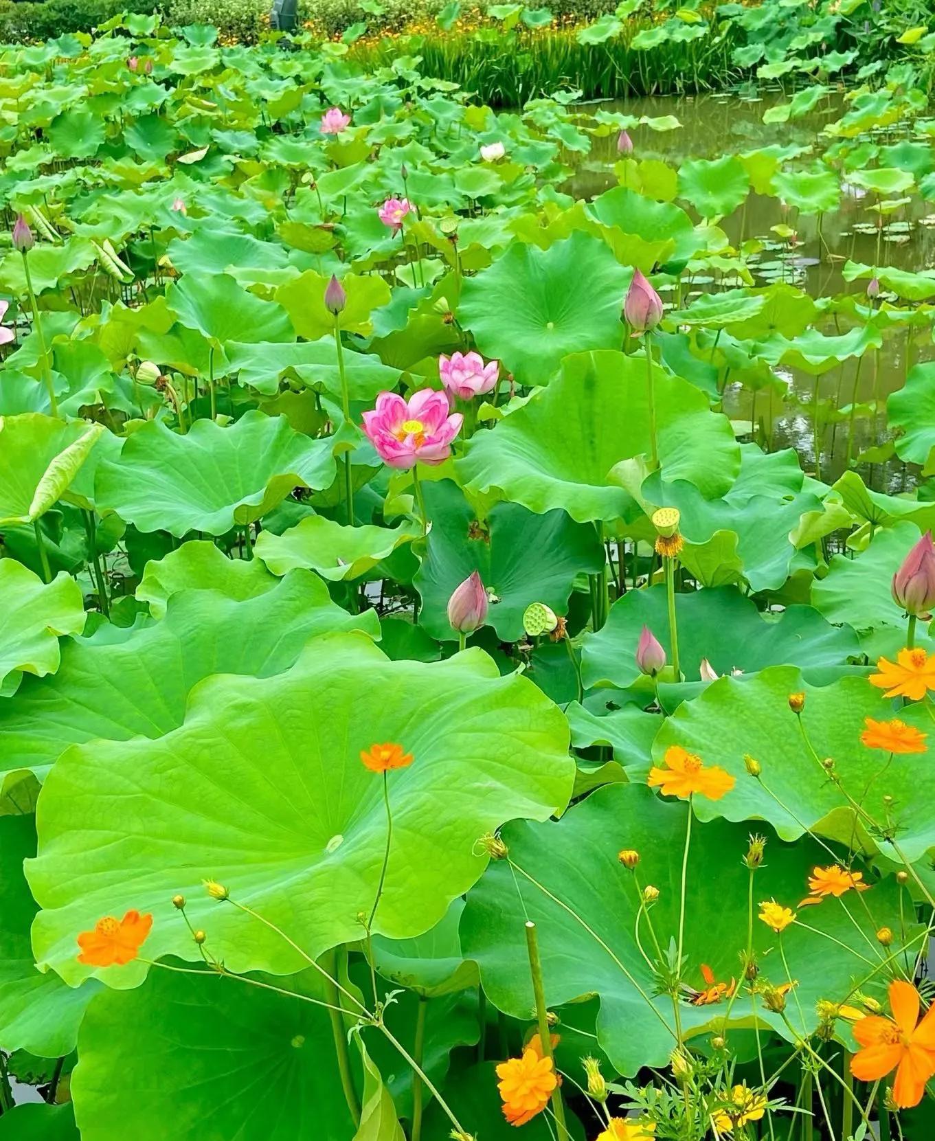 安吉旅游景点_安吉旅游景点推荐