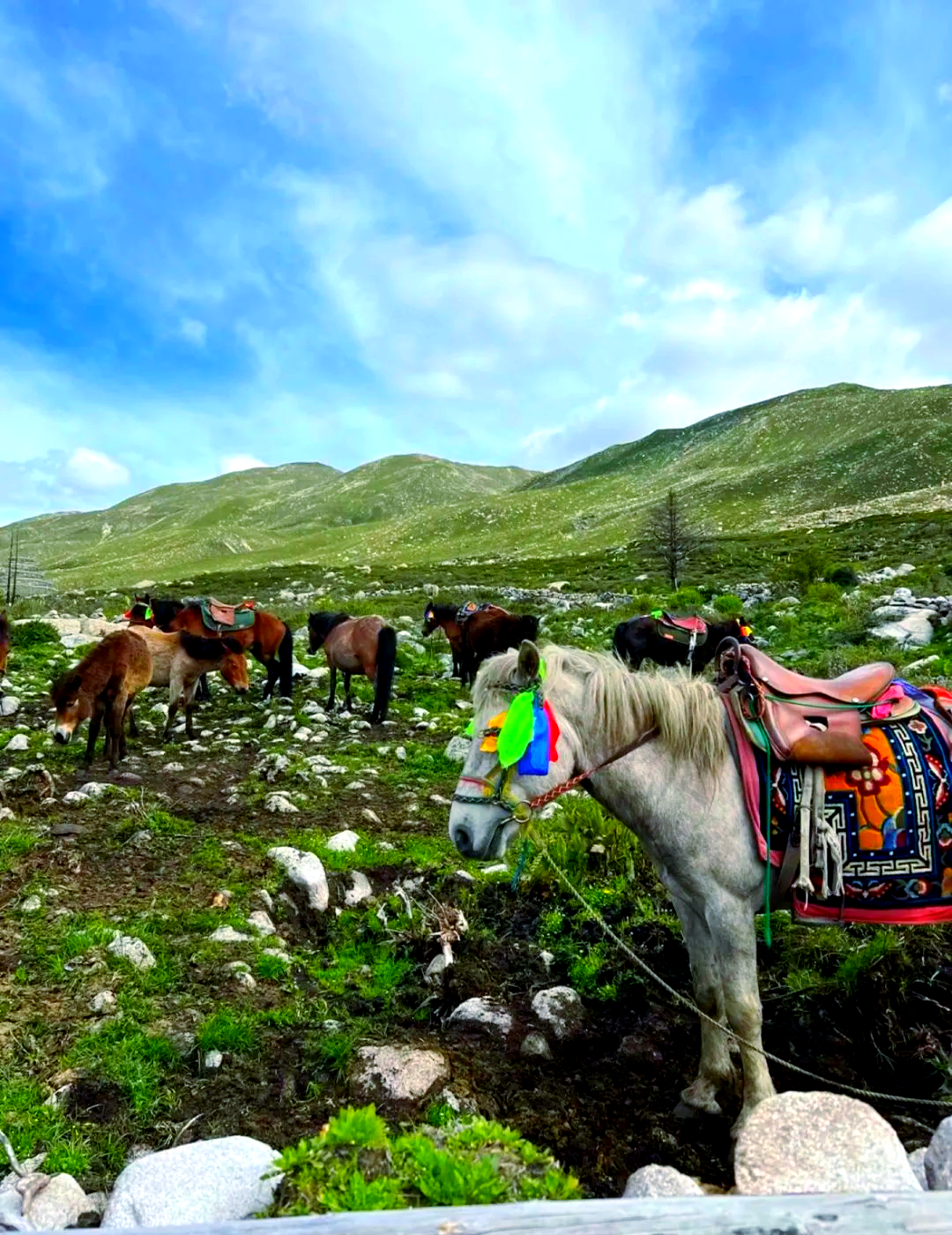 康定旅游_康定旅游攻略自驾游最佳路线图