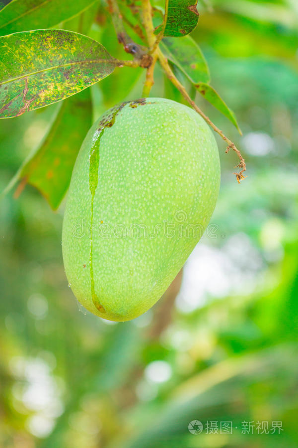 青芒果旅游网_青芒果旅行网客服电话号码