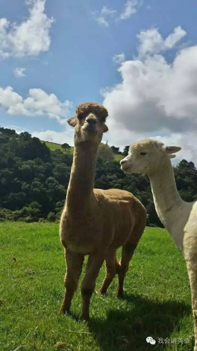 去新西兰旅游签证_去新西兰旅游签证怎么办 去新西兰旅游签证_去新西兰旅游签证怎么办