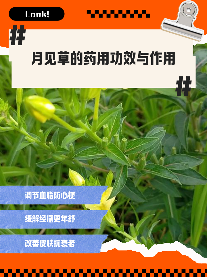 宠物月见草油