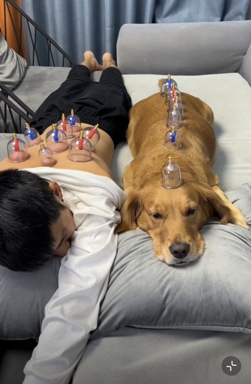 宠物拔罐器材