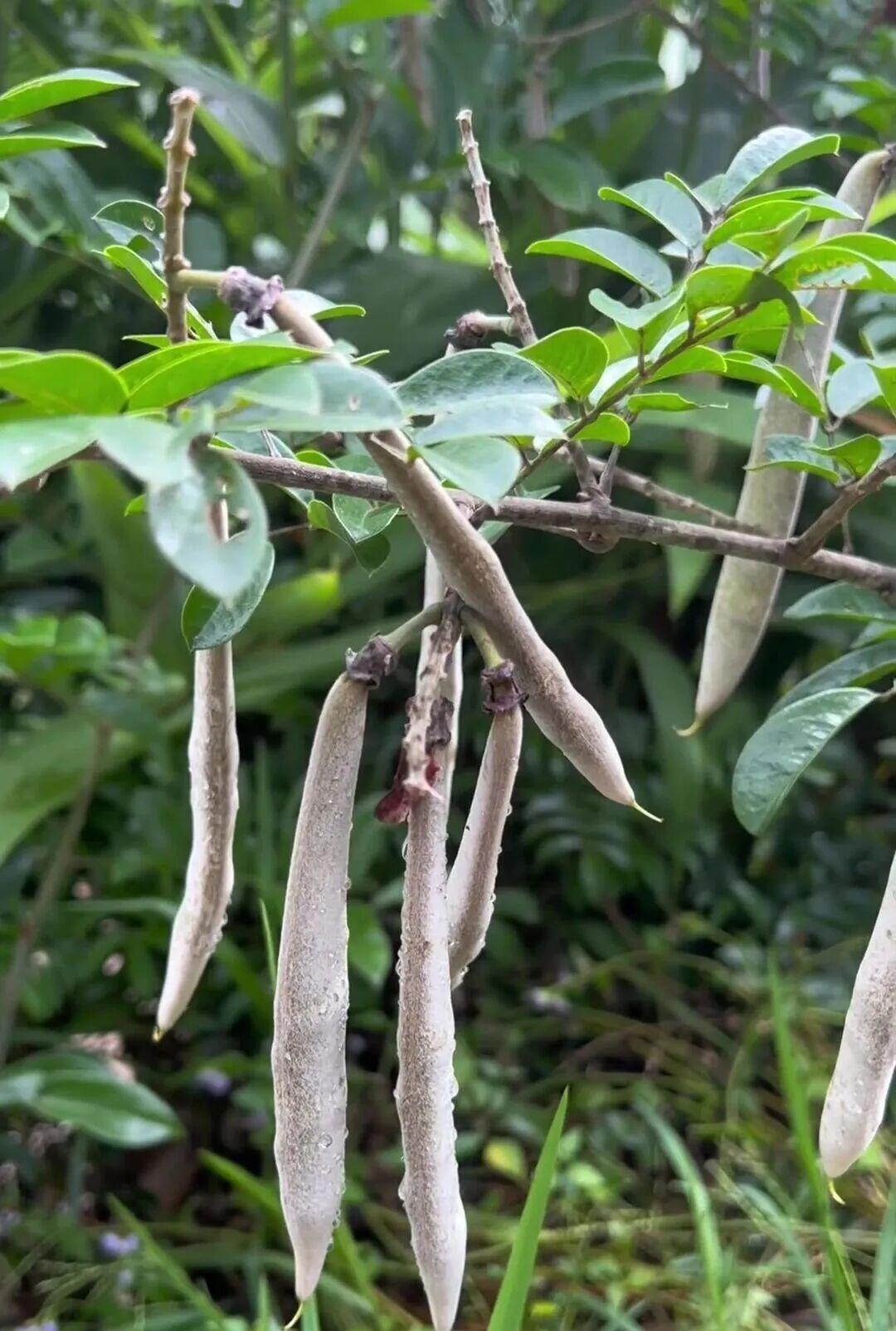 农村濒危药材