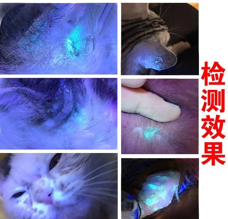 宠物真菌检测
