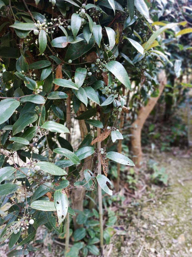 农村茯苓种植 农村茯苓种植